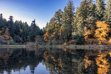 Mysterious landscape of a picturesque autumn wild forest on the shore of an old pond with a mirror surface and reflection