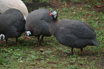 The helmeted guineafowl (Numida meleagris) is the best-known of the guineafowl bird family,