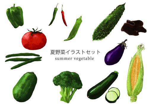 夏の季節野菜のイラストセット（Illustrator）