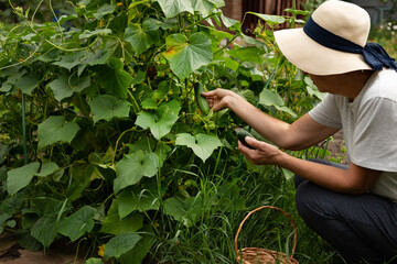 A farmer woman in a cotton apron tears cucumbers in a greenhouse into a wicker basket. The concept of harvesting. Summer and autumn on the farm are filled with organic themes. Close-up.