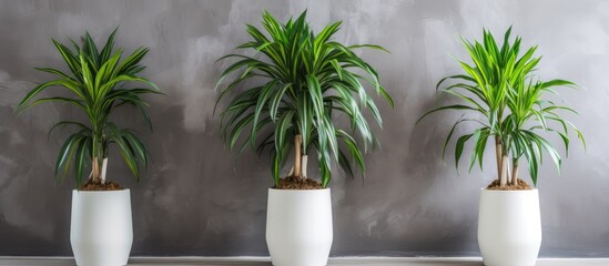 Three houseplants in flowerpots are displayed on a table against a wall, creating a serene indoor landscape with terrestrial plants