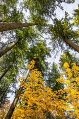 Tall trunks of green spruce trees and the yellow crown of young maples against the background of a gray autumn sky