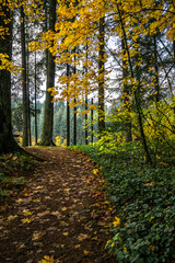 Walking path climbs a hill in an autumn forest covered with wet fallen yellow maple leaves.