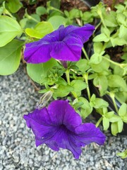 Ipomoea nil is a species of Ipomoea morning glory known by several common names, including picotee...