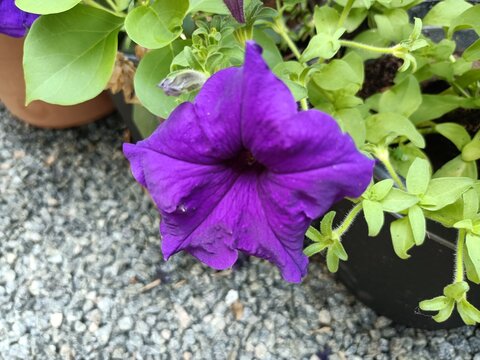 Ipomoea nil is a species of Ipomoea morning glory known by several common names, including picotee morning glory, ivy morning glory, ivy-leaf morning glory, and Japanese morning glory.