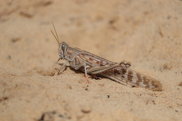 Desert locust (Schistocerca gregaria) short-horned grasshopper