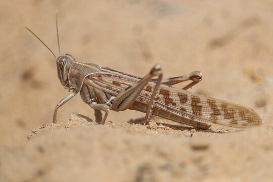Desert locust (Schistocerca gregaria) short-horned grasshopper