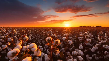 Behangcirkel Cotton farm during harvest season. Field of cotton plants © Pretty Panda