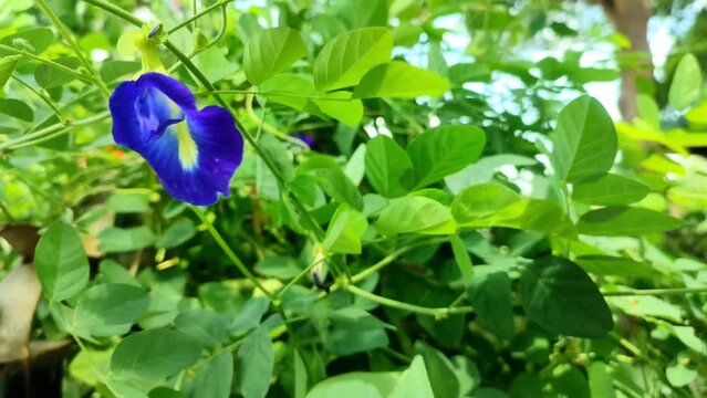 Nature background of purple flowers Telang ternate (Clitoria ternatea) blowing in the wind in the rainy season in the garden. Negative space.