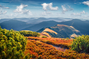 Red leafes of blueberry plants covered mountain vale. Picturesque autumn view of rolling hills of...
