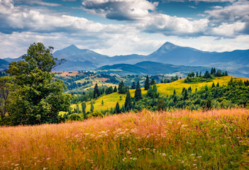 Colorful grass on pasture in the mountain countryside. Picturesque summer view of Carpathian mountains, Ukraine. Nice morning scene of mountain village spreads on the green hills.