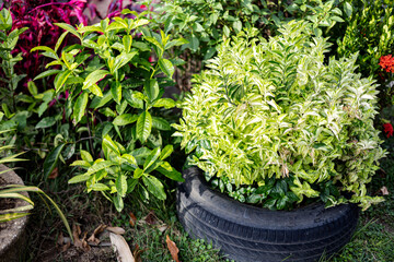 Use Tires As Plant Pots In The Garden