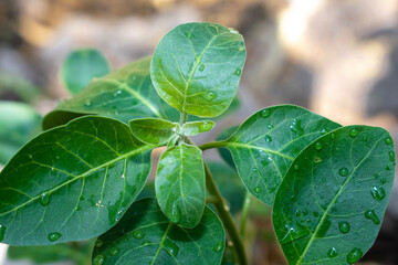 Fototapeta na wymiar Ashwagandha green plants in the garden. Withania somnifera ( Ashwagandha ) in garden, Medicinal Herbs