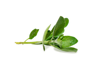 Withania somnifera ( Ashwagandha ) isolated on white background, Medicinal Herbs