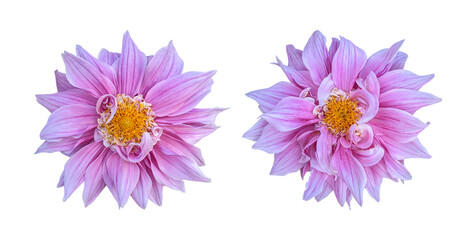 Purple pink dahlia flowers isolated on transparent background	