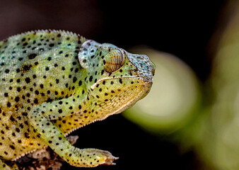 Common chameleon, portrait, European chameleon Chamaeleo chamaeleon - a species of lizard from the...