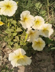 yellow flowers in the garden