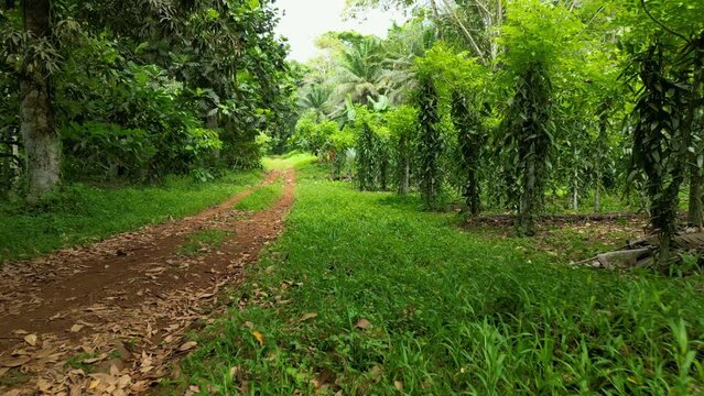 Drone following a road between Planifolia Vanilla plants and jungle of Sao Tome