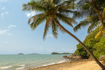 A coconut palm tree leaning out from the coastal tropical rainforest over a tropical beach with gorgeous sea and sky making an idyllic landscape at Mission Beach in tropical Queensland, Australia.
