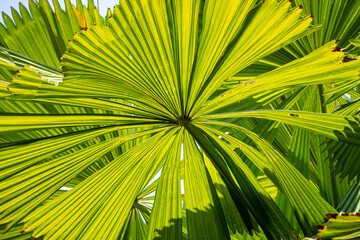 An Australian fan palm leaf found in the tropical rainforests, swamps and on river banks of North Queensland in Australia where it is endemic.