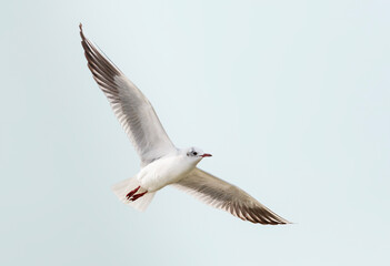 Fototapeta premium Mouette rieuse en vol, Parc de la Camargue, Provence, France 