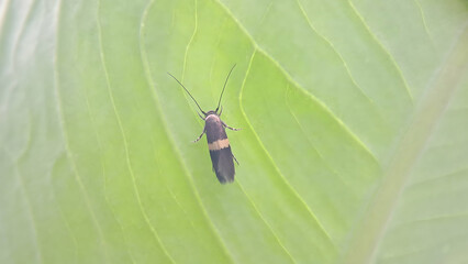 macro photo of insect on green leaf background