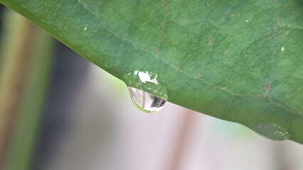 macro photo of a drop of water on a leaf