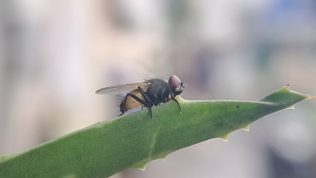 macro photo of fly insect on leaf branch