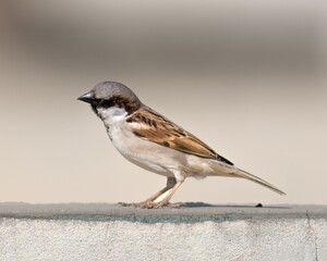 beautiful sparrow sitting on wall and eating