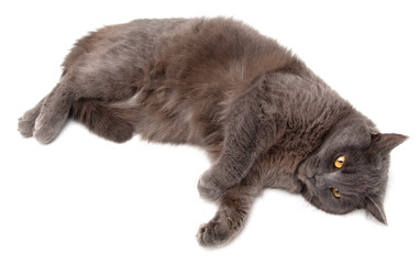 Gray cat lies on a white background - 756980050