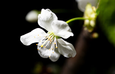 White cherry flowers isolated on black background. Close-up - 756980297