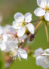 Fototapeta na wymiar Flowers on a cherry tree in spring. Close-up