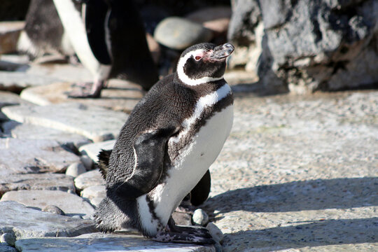 Humboldt penguin stands on the rocks and looks at the camera. Sunny photography.