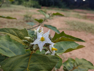 Solanum robustum, the shrubby nightshade, is a thorny perennial shrub