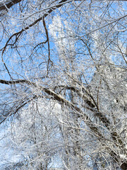 Tree branches in white snow against a blue sky