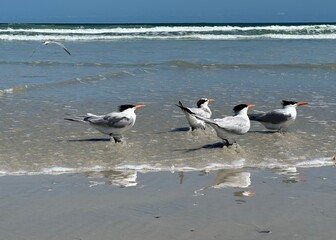 Terns bathing at the ocean's edge, with reflections, crashing waves, and a blue sky in the background.