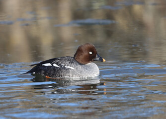 Goldeneye, female