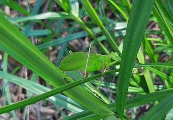 A Green grasshopper named (Hexacentrus Japonicus) perched on green leaves camouflaged among the leaves in the hot sunlight