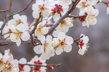 초봄에 활짝 핀 매화 나뭇가지.