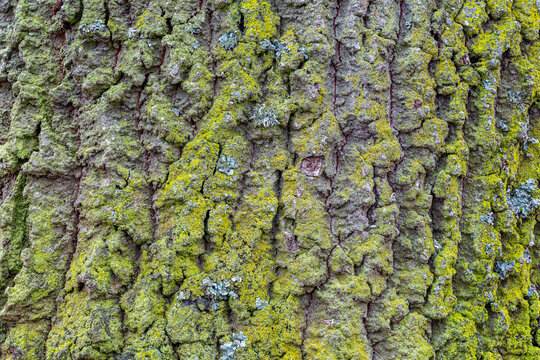 Detail Of The Bark With Pyrenean Oak Lichens. Quercus Pyrenaica.