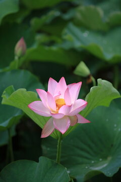 お寺の本堂などで、蓮の花の絵や、蓮の花をモチーフにした飾りなどを見かけるように、蓮が仏教では極楽の花とされてきたことは皆さまご存知の通りです。