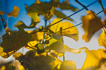 The colors of autumn: leaves of a vine against the light.  Close-up.