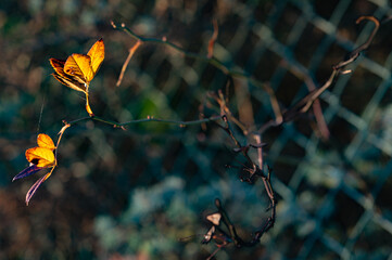 Late autumn in nature: barren branches and a few colorful leaves - illuminated in the evening sun.