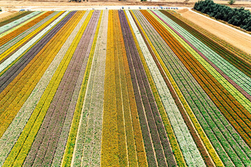 Garden buttercups  Filming from a drone