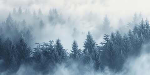 Forest with trees covered in fog