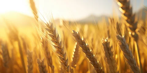 Rolgordijnen Field of golden wheat with sun shining on it © vefimov