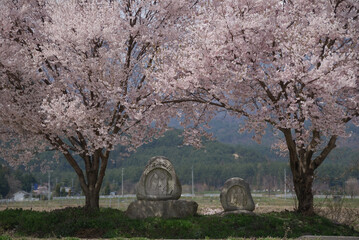 2-Doso-shin (travelers' guardian deity) and fullblooming cherry trees / 桜のある風景～満開の道祖神桜＠信州安曇野の春