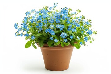 Forget me not flowers isolated in white pot