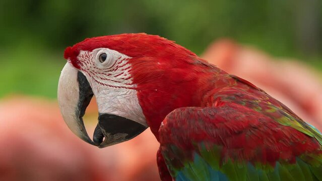 Happy red-and-green macaw (ara chloropterus), tongue clicking and seeking for attention, close up shot capturing the head details of the species, bird commonly capture for illegal parrot trade.