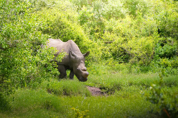Wild black herbivore rhinoceros with cut horns walking alone on grass of savanna while grazing in...